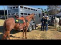 ocso mounted posse looking for new riders volunteers