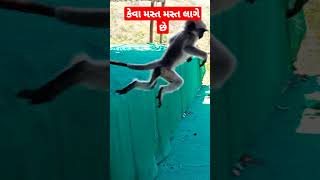 કેવા મસ્ત મસ્ત લાગે છે કૉમેન્ટ માં જણાવો