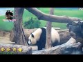 20150718圓仔壁咚後前滾翻 the giant panda yuan zai