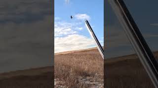 Colorado Pheasant Hunt Preview | Simple Hunts S69 #hunting #birdhunting #birddog