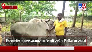 Wardha News | वर्धा जिल्ह्यातील 6,522 जनावरांना ‘लम्पी स्कीन डिसीज’चा संसर्ग-TV9