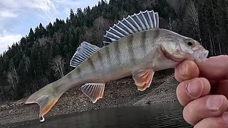 Nicio zi la PESCUIT pe LACUL IZVORUL MUNTELUI  nu seamănă cu cealaltă - DROP SHOT FISHING