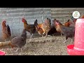 काठमाडौमा रहेको सोनाली प्यारेन्ट 📞9849034676 poultry farming rearing in nepal sonali chicken