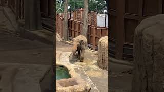 食事中のアジアゾウ　多摩動物公園　Asian elephant eating