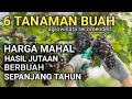 6 TANAMAN BUAH HARGA MAHAL PANEN SEPANJNG MUSIM