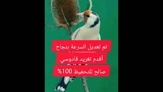 40 دقيقة تغريد حسون قديم صالح لتلقين وتحفيظ الفراخ بعد تبطأة سرعته