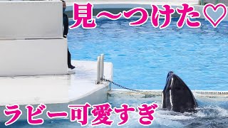 大好きなトレーナーさんを探す「ラビー」激カワ!! 鴨川シーワールド シャチ KamogawaSeaWorld