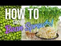 How to make bean sprouts at home easy