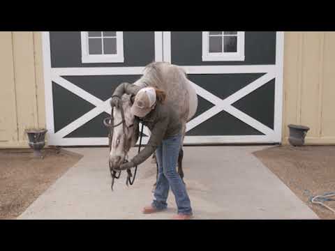 Bridling The Difficult To Bridle Horse - YouTube