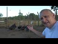 smallholding uk basic poultry keeping. chicken ducks turkey and geese.