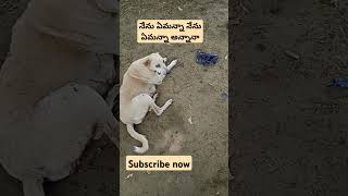 నేను ఏమన్నా నేను ఏమన్నా అన్నానా#doglovers#dogdance#youtube #sort#video