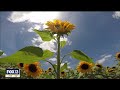 Six acres of sunflowers provide burst of sunshine at Sweetfields Farm