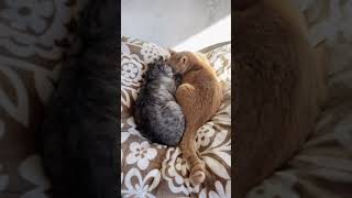 仲良くお昼寝する猫#shorts #猫 #猫動画 #cat #ねこのいる生活