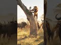 the trapped king a lion climbs to escape furious buffaloes wildlifephotography animallovers