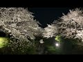 2023年一の坂川の桜