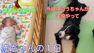 【生後２ヶ月】赤ちゃんの１日に密着！！と時々バーニーズマウンテンドッグ　 bernese mountain dog