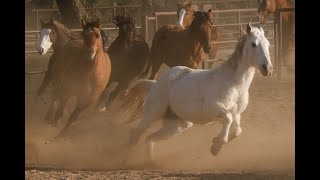 TWW-Western Wickenburg: Kay El Bar Ranch; Team roping Capital; Custom saddles; Lakota buffalo artist