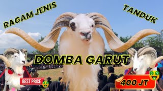 AJOJING ALA ALA AJOJING😍 DOMBA GARUT TANDUK MEWAH‼️