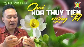 Chơi hoa thủy tiên ngày Tết | Nhịp sống Hà Nội