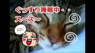 【面白】猫が鼻ちょうちんを出して熟睡している爆笑映像