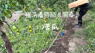 種菜看時節《開春》㈠苦瓜＃隨便種幾棵番茄產量太高成了阻礙