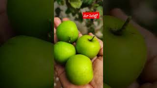 మా పెరట్లో #fruits #song