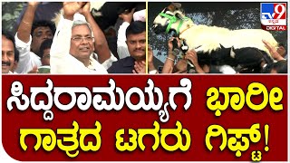 Siddaramaiah: ಔರಾದ್​ ಪಟ್ಟಣದಲ್ಲಿ ಮಾಜಿ ಸಿಎಂಗೆ ಟಗರು ಉಡುಗೊರೆ | #TV9D