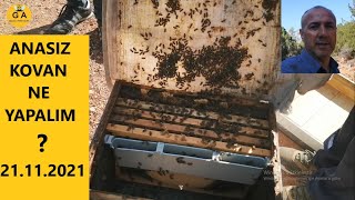 Kışa girmeden önce bakım yaptık. 2. bölüm - arı birleştirme. beekeeping. Arıçılıq. arıcılık.