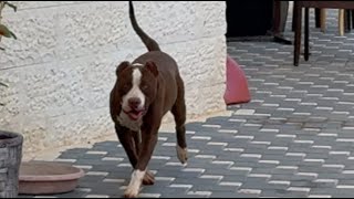 كلب بيتبول شرس جدا فقد صاحبه السيطرة عليه و قرر الاستغناء عنه خوفا على الاولاد مع جمال العمواسي