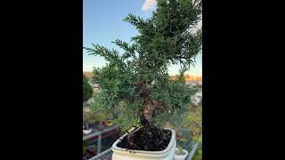 🌳Juniperus Chinensis 2801🌳