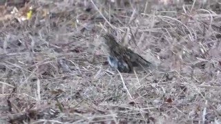 【利根運河の野鳥】トラツグミ Scaly Thrush ①　（Ｈ28.1.16）