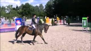 7yo gelding showing 1 10m