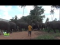 Pinnawala Elephant orphanage | Amazing videos of Wild Elephant | Wildlife | Animaux