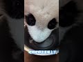 11.4妹猪学喝水吧唧吧唧asmr，妹猪聪明又可爱 panda 판다 大熊猫 大熊猫妹猪 广州长隆