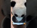 11.4妹猪学喝水吧唧吧唧asmr，妹猪聪明又可爱 panda 판다 大熊猫 大熊猫妹猪 广州长隆