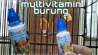 Vitamin burung - EBOD VIT