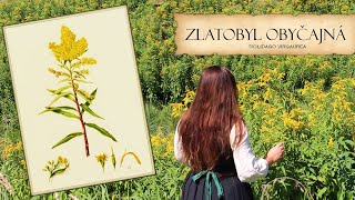 Zlatobyl - Liečivé a magické účinky