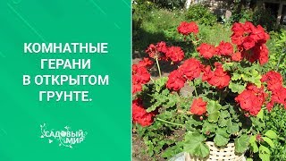 Комнатные герани в открытом грунте