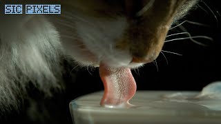 How a Cat Drinks - Amazing Super Slow Motion 2000FPS