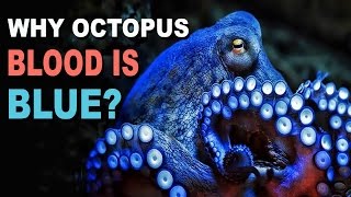 Why Is Octopus Blood Blue? Amazing Nature |