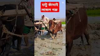 হাটু কাঁদাই লাঙ্গল গরু //#cowvideos #agriculturebill #কাদা #লাঙ্গল #farming