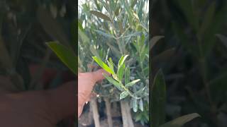 Zeytin fidan üretim alanı #olive #agriculture #garden #ziraat #köy #tarım #tarla #doğa #çiftçi #köy