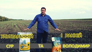 УЛЬТРАРАННІЙ І РАННІЙ СОРТ СОНЯШНИКА СУР ТА ВОЛОДИМИР