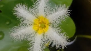 Water Snowflake || timelapse | Blooming