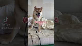 柴犬が朝の挨拶　#柴犬　#挨拶　#おはよう