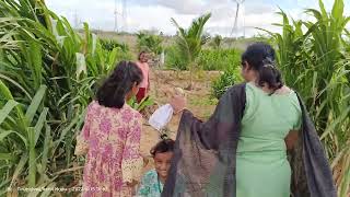 Coconut Farm in Radhapuram Thirunelveli