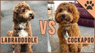 Labradoodle vs Cockapoo - Which Breed Is Better?