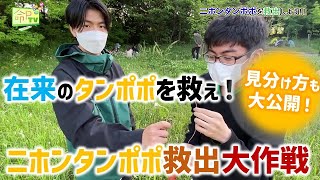 工場地帯に自生する在来タンポポを救え！ニホンタンポポ救出大作戦！