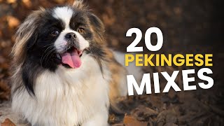 20 Pekingese Mixes You’ll Instantly Fall in Love With!