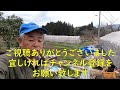 いろいろ収穫　水菜の収穫　乳酸菌lb403ヨーグルト液　邑南町　駒川農園　22.3.17